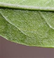  Leaf -a part-Abaxial view with T-shaped hairs 
